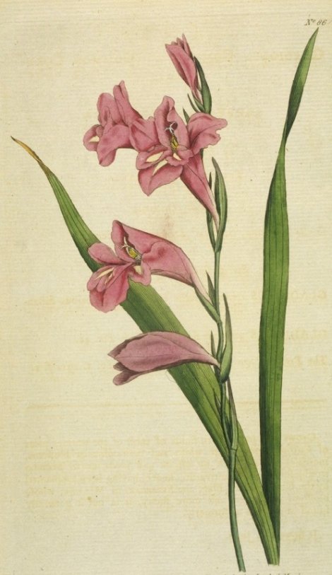 Gladiolus communis - Curtis's Botanical