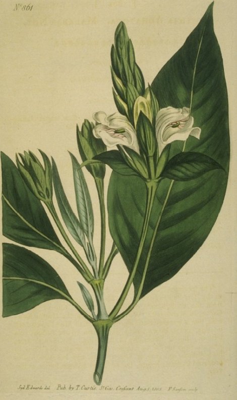 Adhatoda vasica - Curtis's Botanical
