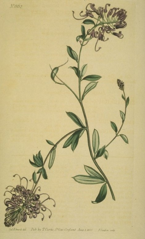 Grevillea sericea - Curtis's Botanical