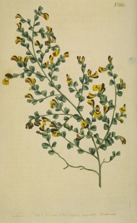 Bossiaea obcordata - Curtis's Botanical