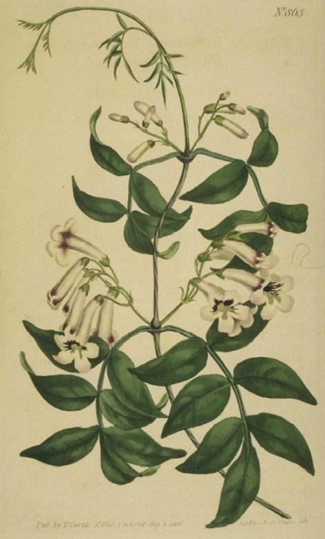 Pandorea pandorana - Curtis's Botanical