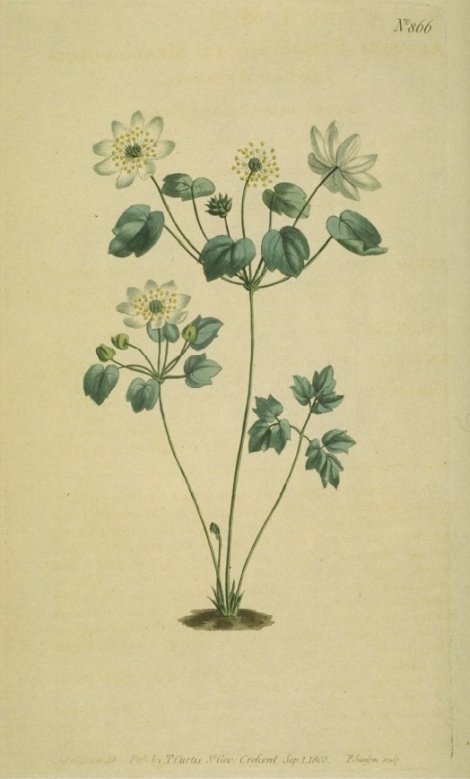 Anemonella thalictroides - Curtis's Botanical