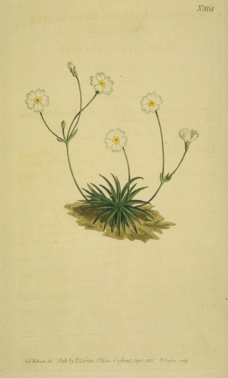 Androsace lactea - Curtis's Botanical
