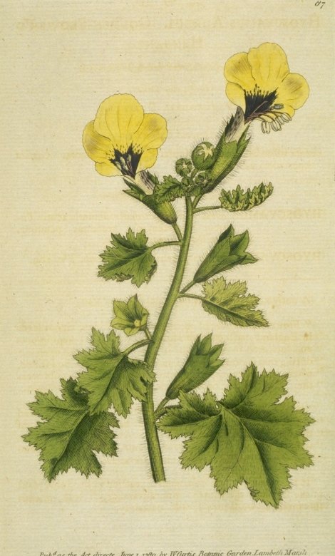 Hyoscyamus aureus - Curtis's Botanical