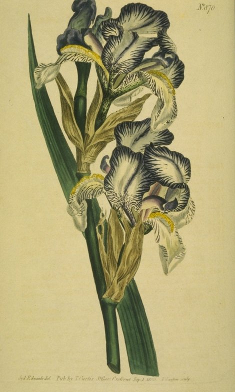 Iris Pallida - Curtis's Botanical