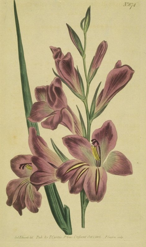 Gladiolus communis byzantinus - Curtis's Botanical