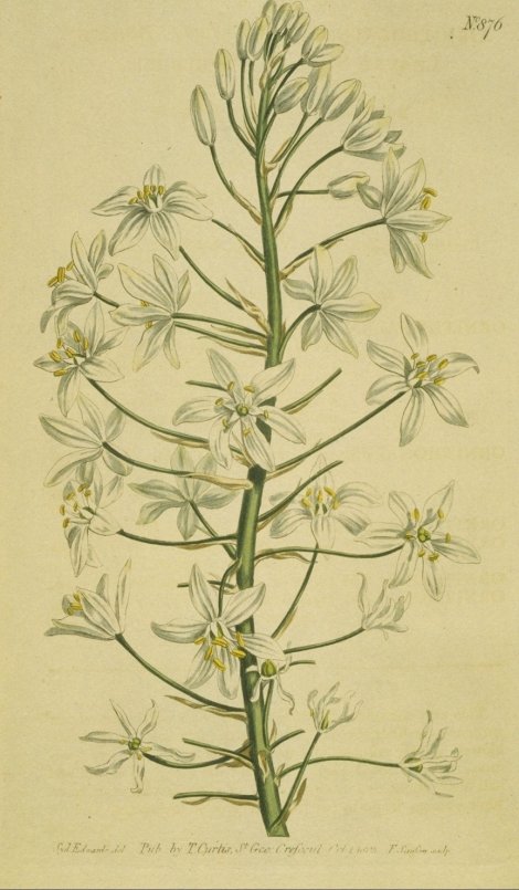 Ornithogalum latifolium - Curtis's Botanical