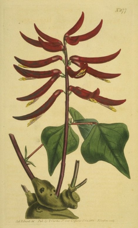 Erythrina herbacea - Curtis's Botanical