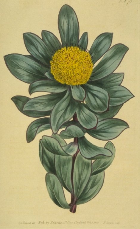 Leucodendron globosum - Curtis's Botanical