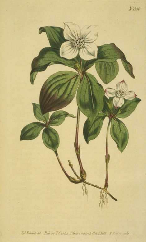 Cornus canadensis - Curtis's Botanical