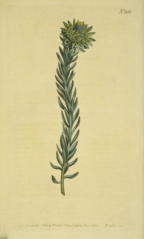 leucadendeon fusciflora - Curtis's Botanical