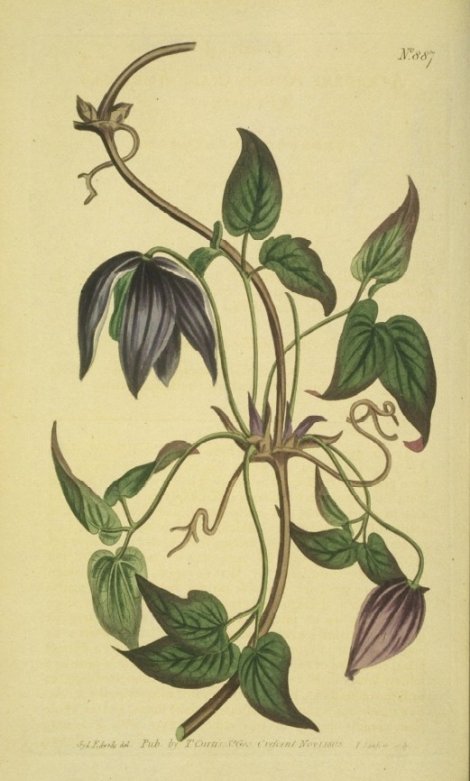 Clematis verticillaris - Curtis's Botanical