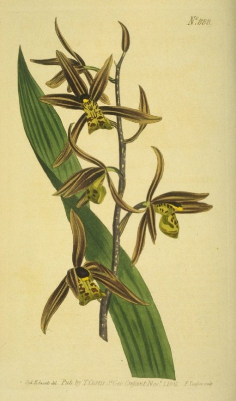 Cymbidium sinense - Curtis's Botanical