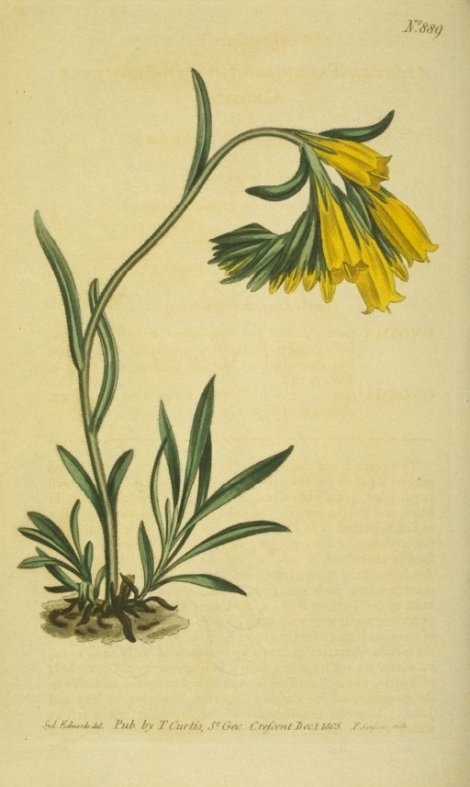 Onosma tauricum - Curtis's Botanical