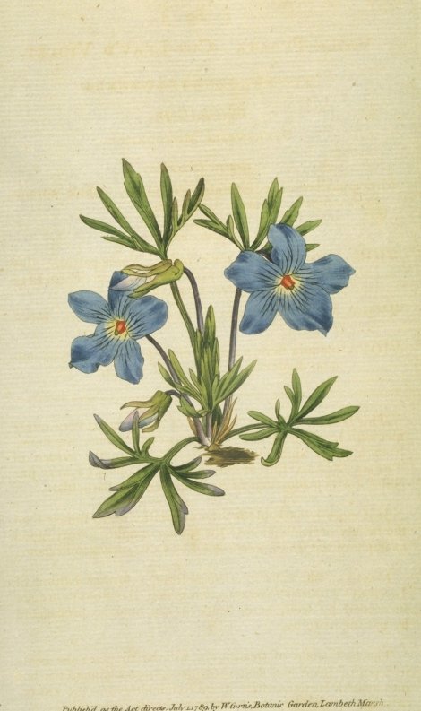 Viola pedata - Curtis's Botanical