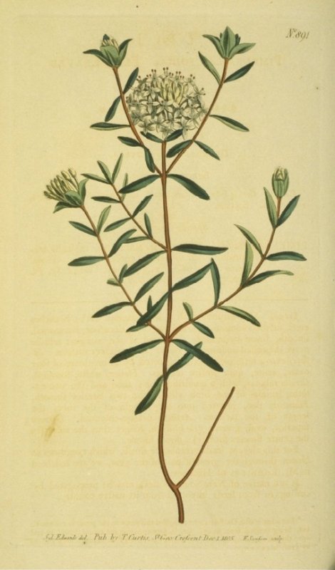 Pimelea linifolia - Curtis's Botanical