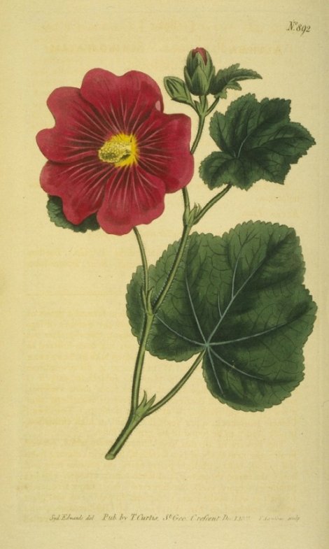 Alcea rosea - Curtis's Botanical