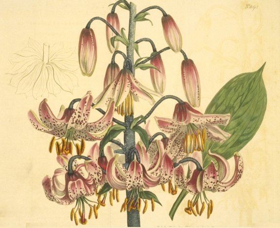 Lilium martagon - Curtis's Botanical