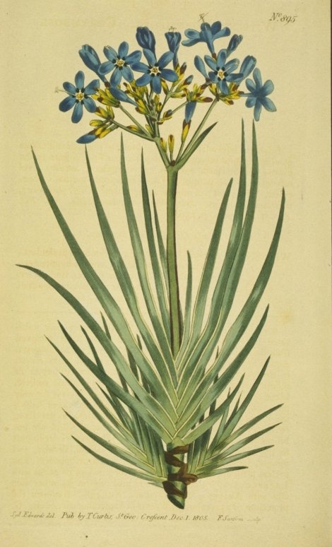 Nivenia corymbosa - Curtis's Botanical