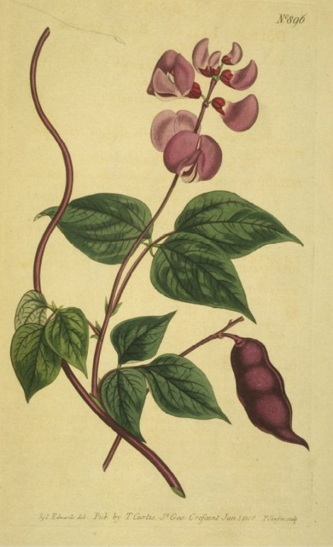 Lablab purpureus - Curtis's Botanical