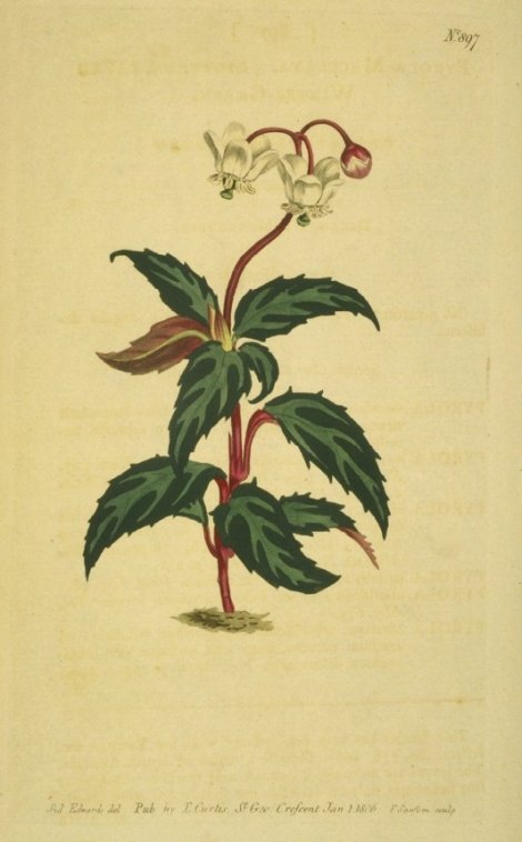Chimaphila maculata - Curtis's Botanical