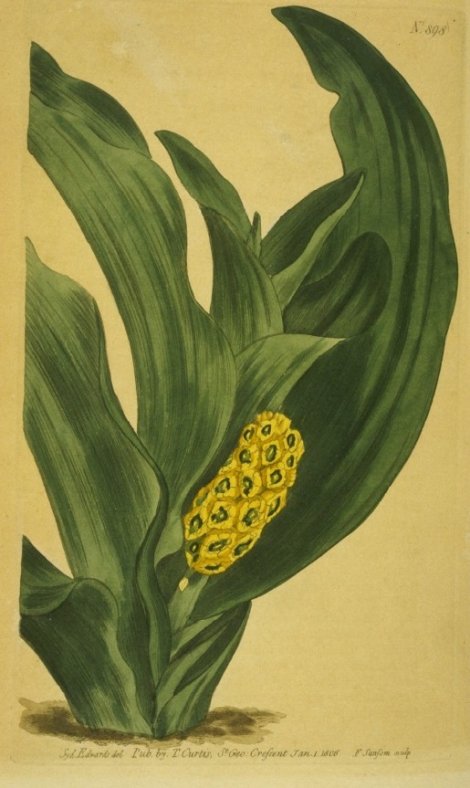 rohdea japonica - Curtis's Botanical