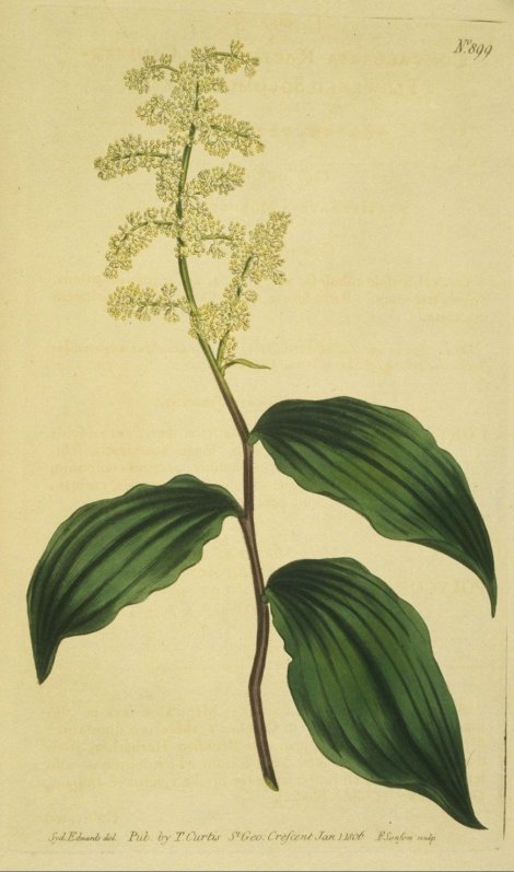 Smilacina racemosa - Curtis's Botanical