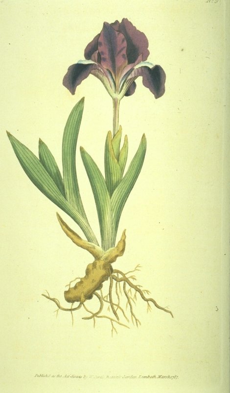 Iris pumila - Curtis's Botanical