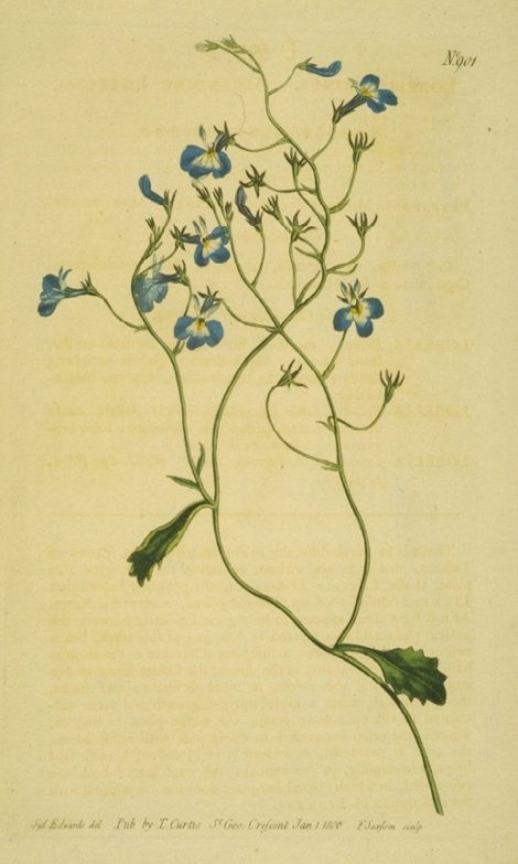 Lobelia erinus - Curtis's Botanical