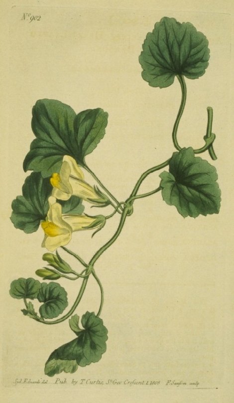 Asarina procumbens - Curtis's Botanical