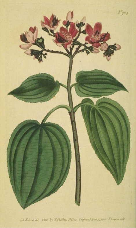 Amphiblemma cymosum - Curtis's Botanical