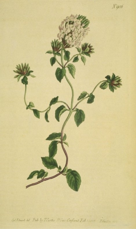 Ziziphora serpyllacea - Curtis's Botanical