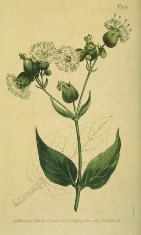 Silene fimbriata - Curtis's Botanical