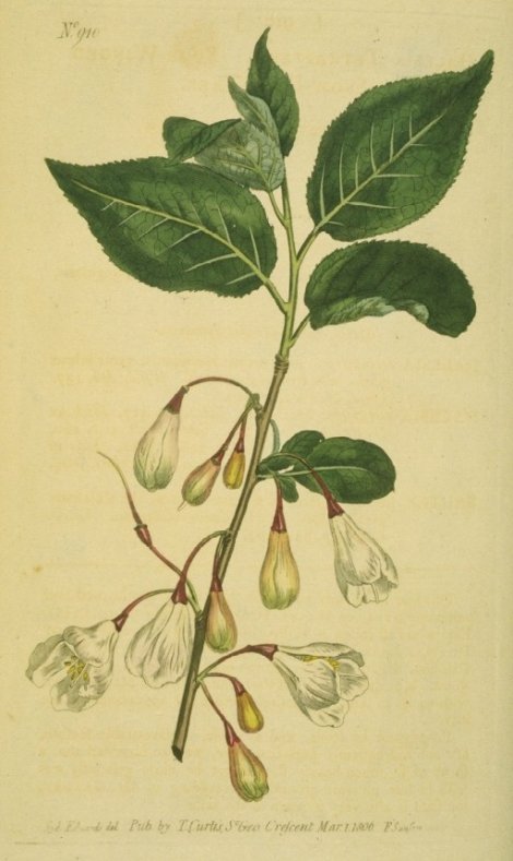 Halesia tetraptera - Curtis's Botanical