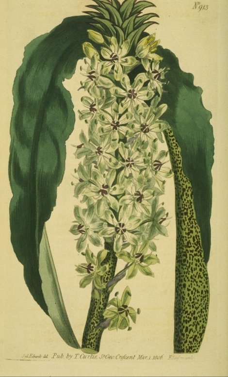 Eucomis - Curtis's Botanical