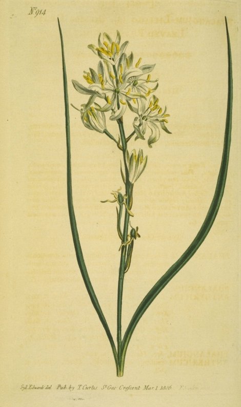 Anthericum liliage - Curtis's Botanical