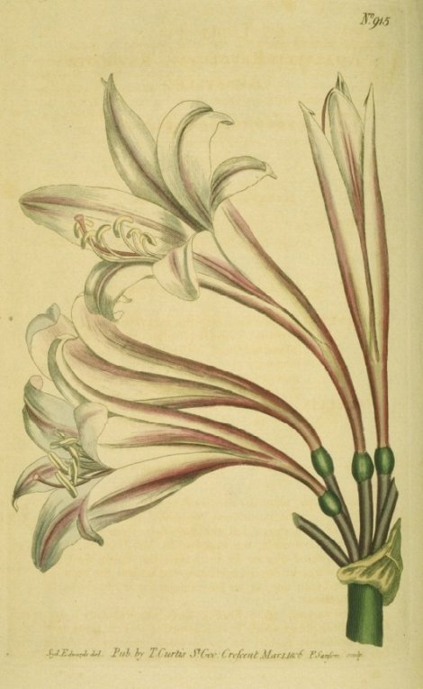 Crinum lineare - Curtis's Botanical