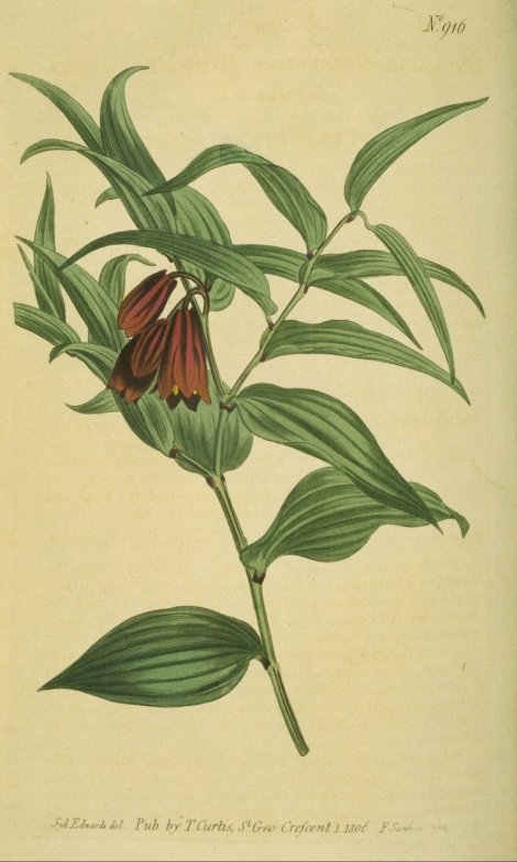 Disporum cantoriense - Curtis's Botanical
