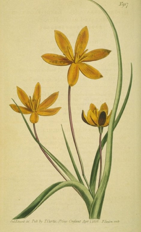 Hypoxis stellata linearis - Curtis's Botanical