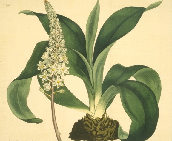 Urginea maritima - Curtis's Botanical