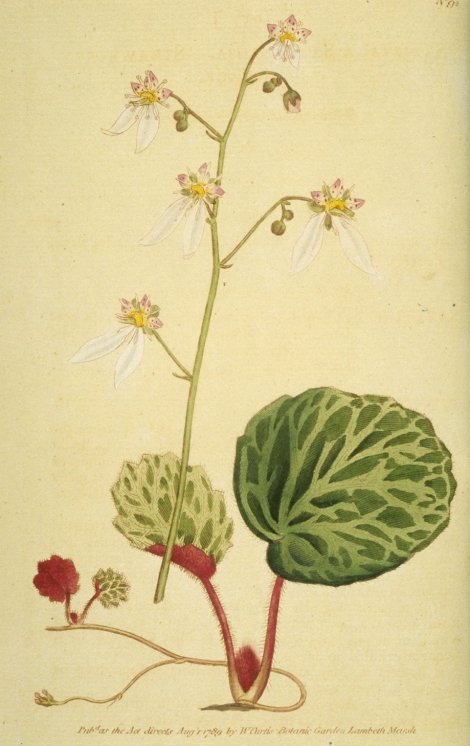 Saxifraga stolonifera - Curtis's Botanical