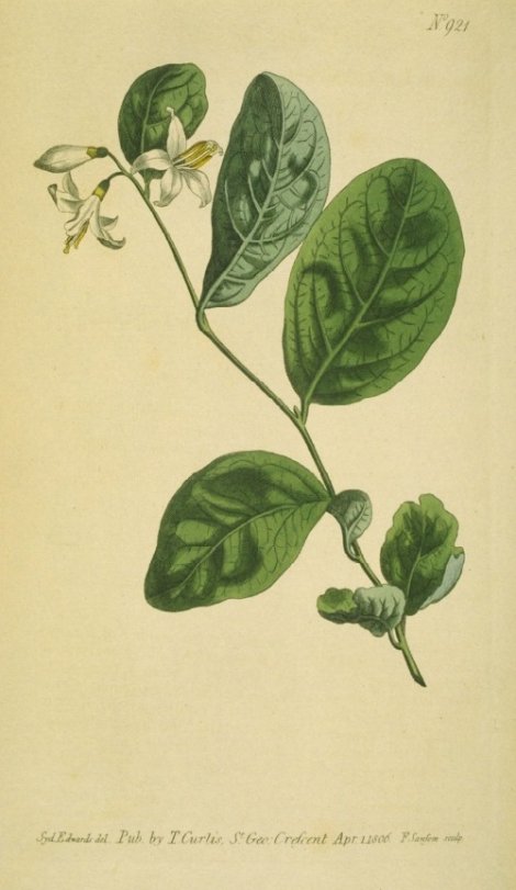 Styrax americana canum - Curtis's Botanical