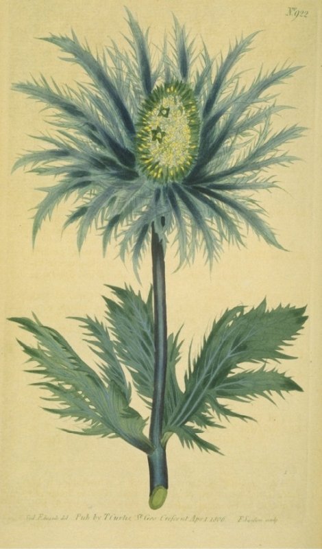 Eryngium alpinum - Curtis's Botanical