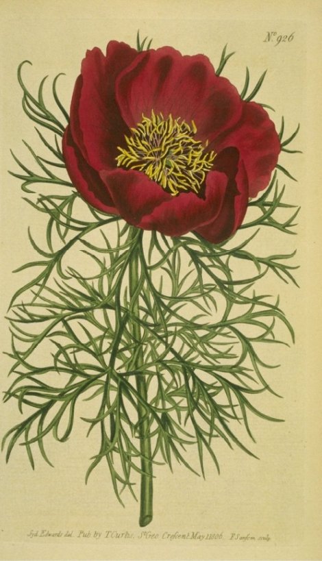Paeonia tenuifolia - Curtis's Botanical
