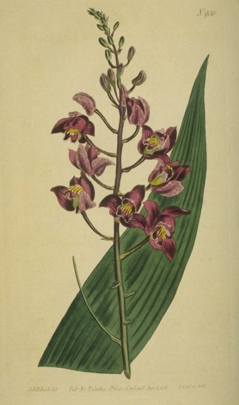 Limodorum altum - Curtis's Botanical