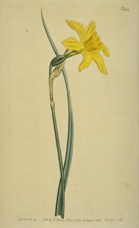 Narcissus odorus - Curtis's Botanical