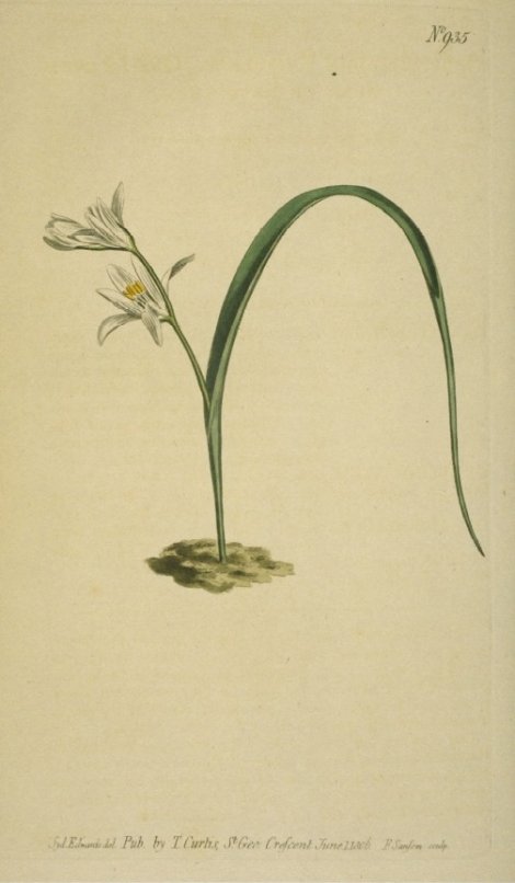 Ornithogalum unifolium - Curtis's Botanical