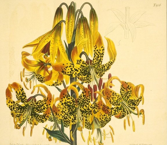 Lilium superbum - Curtis's Botanical