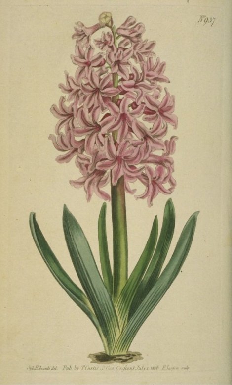 Hyacinthus orientalis - Curtis's Botanical