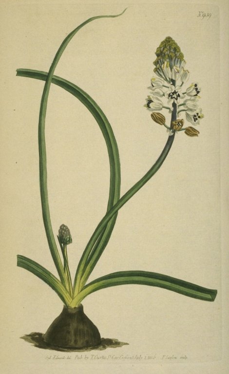 Bellevalia romana - Curtis's Botanical